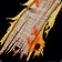 The Second Rule of Brawler's Guild