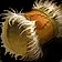 Featherbead Bracers