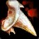 Incisor Fragment
