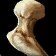 Beauty's Favorite Bone