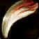 Swinetusk Shank