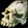 Rotting Skull