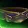 Fox Grove Belt