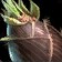 Shoots of Life