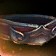 Sarjun Waistguard