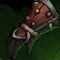 Mistlurker Gloves